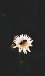 Close-up of white flower blooming against black background