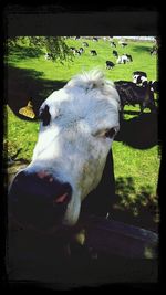 domestic animals