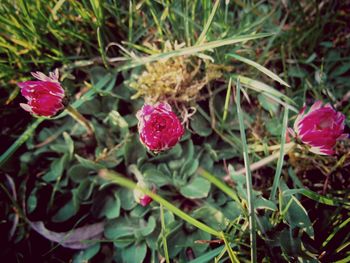 Close-up of pink rose