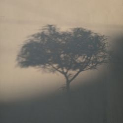 Trees against sky during sunset