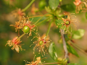 Close-up of flower buds