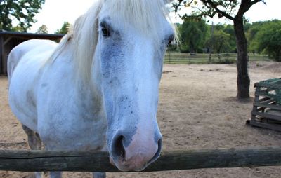 Close-up of horse on field