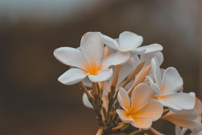 Close-up of white flowering plant