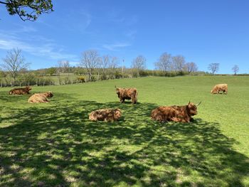 Sheep on grassy field against sky