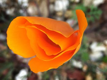 Close-up of orange flowers blooming outdoors