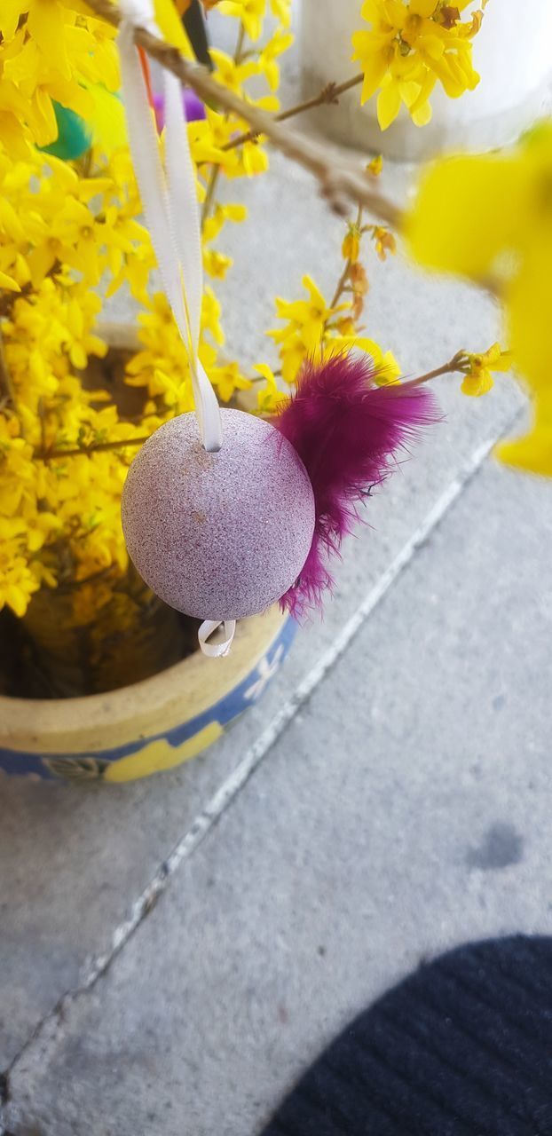 HIGH ANGLE VIEW OF YELLOW FLOWERING PLANT