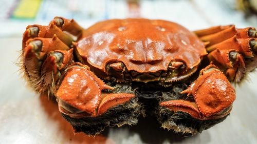 Close-up of crab on table