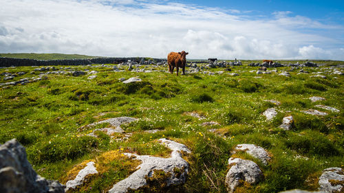 Cow standing on field against sky