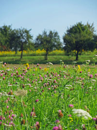 Close-up of flowers on field against sky