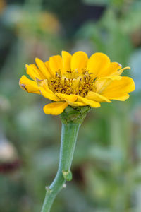 Close-up of yellow flowering plant