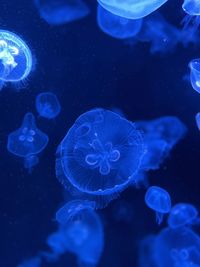 Jellyfish swimming in sea