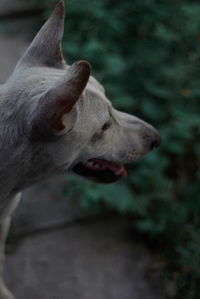 Close-up of a dog looking away