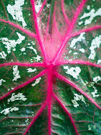 Full frame shot of plants