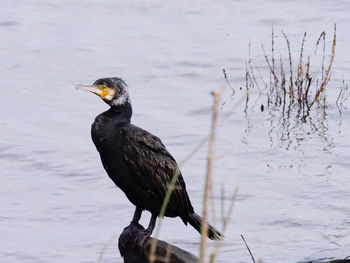 Bird perching on a lake