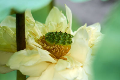 Close-up of white flowering plant