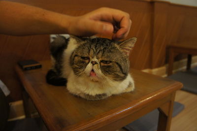 Close-up portrait of cat