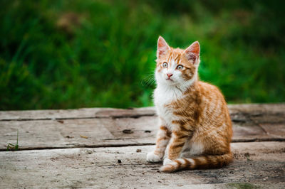 Portrait of cat sitting outdoors