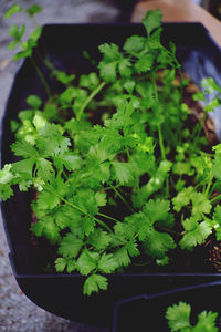 High angle view of potted plant