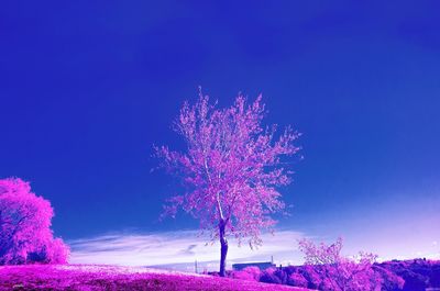 Pink flower tree against blue sky