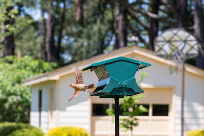 Bird flying out of a bird feeder