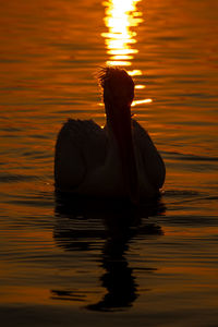 Close-up of bird in lake during sunset