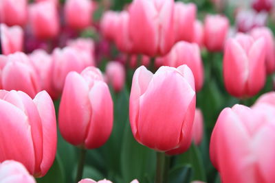 Close-up of pink tulips