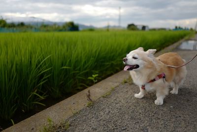 Dog standing on field