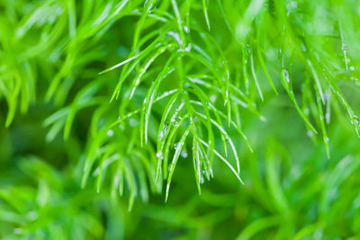 Close-up of wet plant leaves