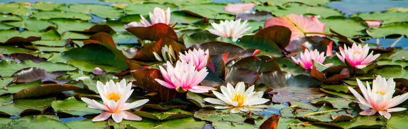 Close-up of purple water lily
