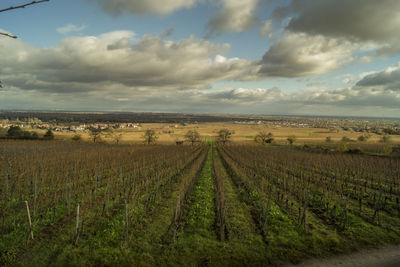 Scenic view of agricultural field against sky