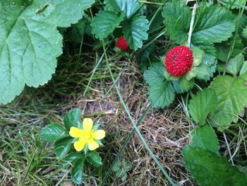 High angle view of flowers blooming on field