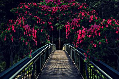 Footbridge amidst plants and trees