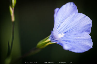 Close-up of flower blooming outdoors