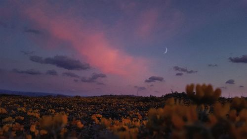 Scenic view of field against sky during sunset