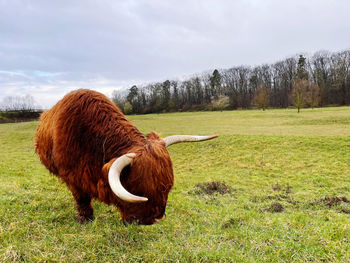 Cow standing on field against sky