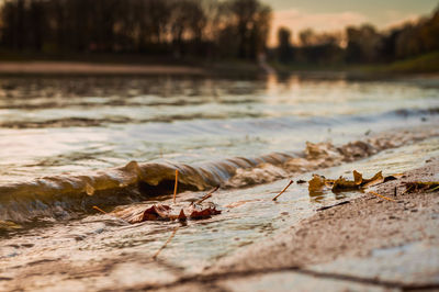 Leaves at shore during sunset