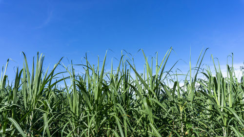 Crops growing on field against clear blue sky