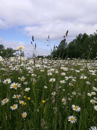 Flowering plants on field against sky