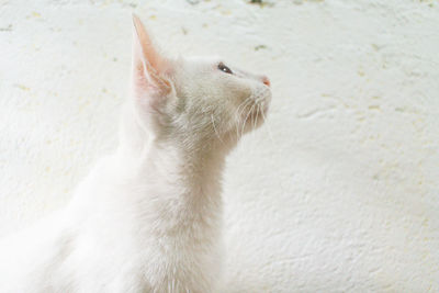 Close-up of cat looking away