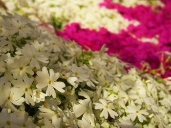 Close-up of white flowering plants