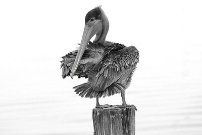 Low angle view of bird perching on wooden post against sky