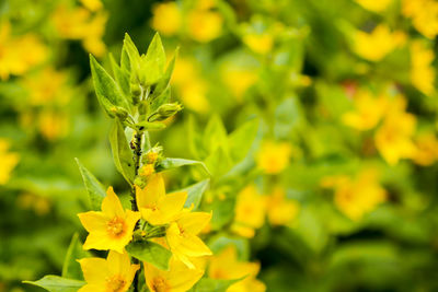 Close-up of yellow flowers blooming outdoors