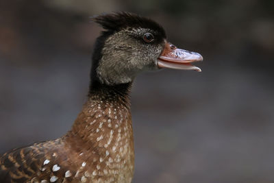 Spotted whistling duck at disney animal kingdom