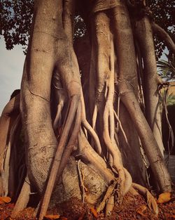 Low angle view of trees