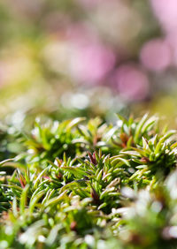 Close-up of fresh green leaves