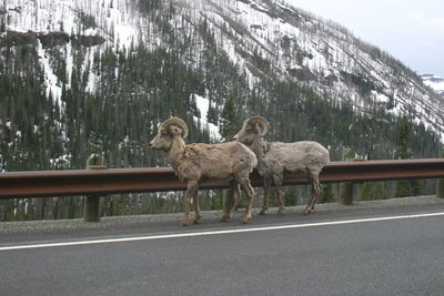 View of two horses on road