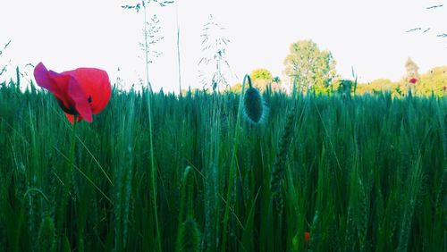 Plant growing on field