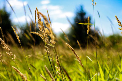 Close-up of stalks in field against sky