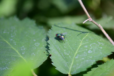 Close-up of insect on leaf