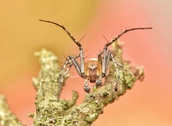 Close-up of insect on plant